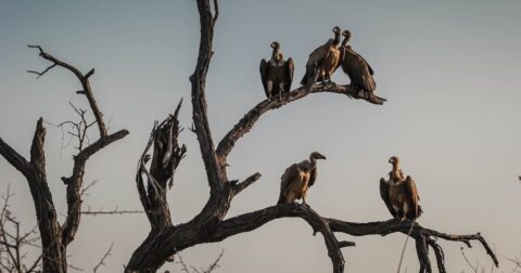 Vultures